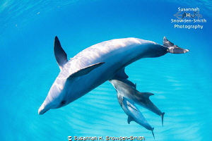"Playtime!" A spotted dolphin plays in the clear waters o... by Susannah H. Snowden-Smith 